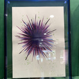 Purple Sea Urchin