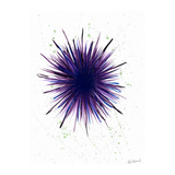 Purple Sea Urchin